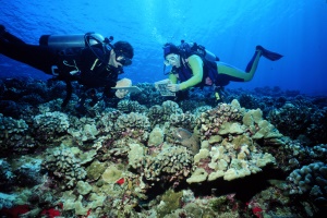 duiken in de wateren rond Molokini | Molokini